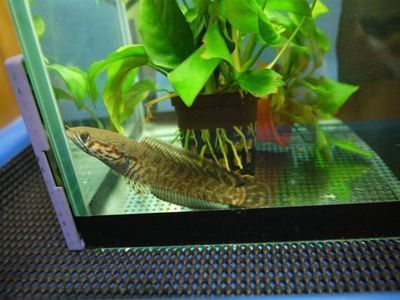 雷龍魚商家發(fā)過(guò)來(lái)用藥水泡過(guò)的（如何判斷雷龍魚是否用藥水泡過(guò)）