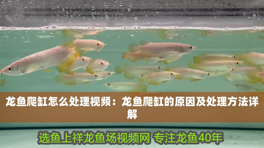 龍魚爬缸怎么處理視頻：龍魚爬缸的原因及處理方法詳解