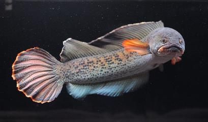 雷龍魚vs黑魚：雷龍魚與黑魚的區別