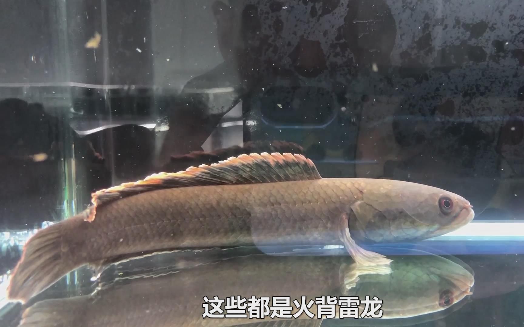 雷龍魚vs黑魚：雷龍魚與黑魚的區別