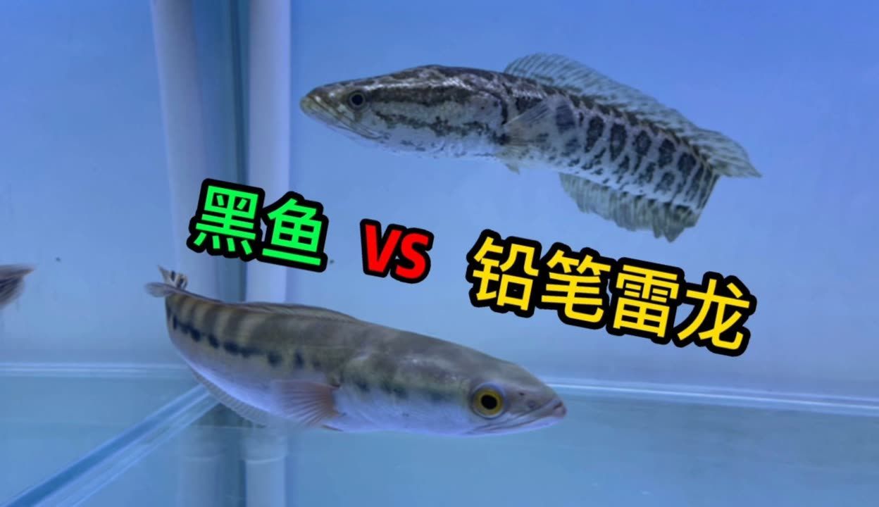 雷龍魚vs黑魚：雷龍魚與黑魚的區別