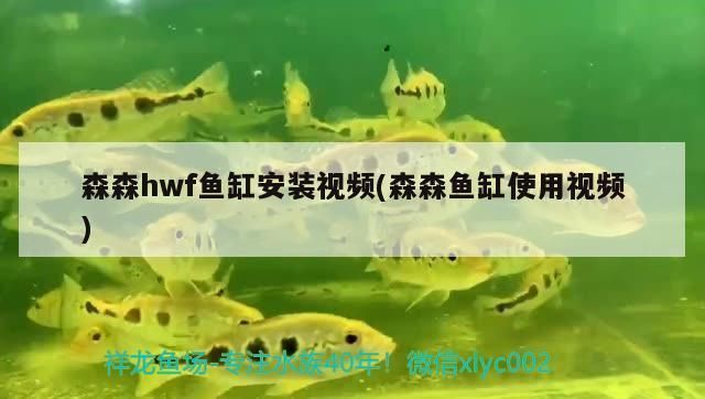 龍魚魚缸可以放在有陽光處嗎：龍魚魚缸是否可以放在陽光直射的位置，冬季養龍魚保暖方法