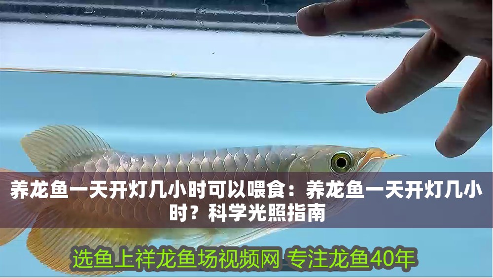 養龍魚一天開燈幾小時可以喂食：養龍魚一天開燈幾小時？科學光照指南