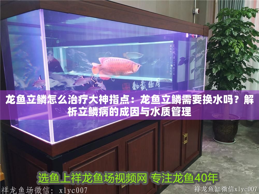 龍魚立鱗怎么治療大神指點：龍魚立鱗需要換水嗎？解析立鱗病的成因與水質管理