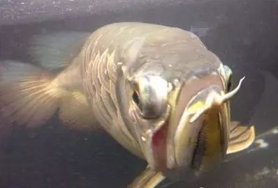 龍魚做掉眼手術會凸眼嗎：龍魚掉眼手術會凸眼嗎