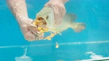 金龍魚跳缸受傷怎么治療金龍魚跳缸受傷的治療方法：金龍魚跳缸受傷怎么辦 金龍魚跳缸受傷怎么治療金龍魚跳缸受傷的治療方法：金龍魚跳缸受傷怎么辦 龍魚百科 第3張