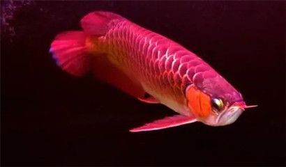 紅龍魚鱗片怎么分排：如何判斷紅龍魚鱗片分排？