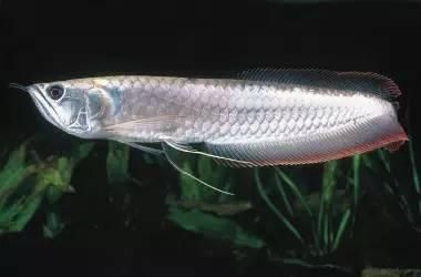 紅龍魚鱗片怎么分排：如何判斷紅龍魚鱗片分排？