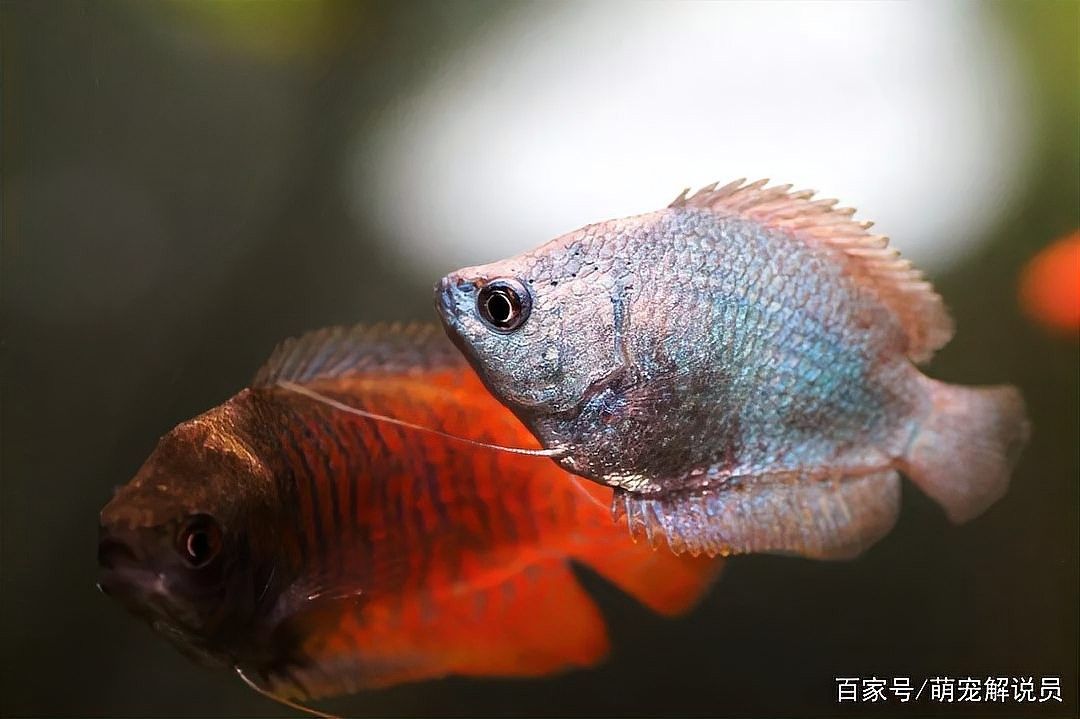 龍魚麻醉運輸注意事項有哪些呢