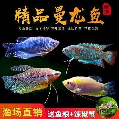 龍魚繁殖對生態(tài)系統(tǒng)的影響評估：龍魚的繁殖對水域生態(tài)系統(tǒng)有何影響？