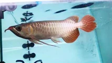 龍魚尾巴充血原因有哪些呢視頻：龍魚尾巴充血可能由多種因素引起