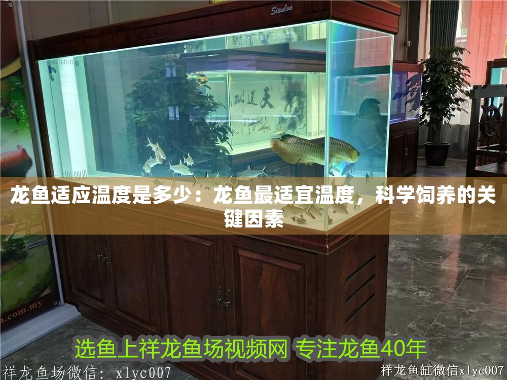 龍魚(yú)適應(yīng)溫度是多少：龍魚(yú)最適宜溫度，科學(xué)飼養(yǎng)的關(guān)鍵因素