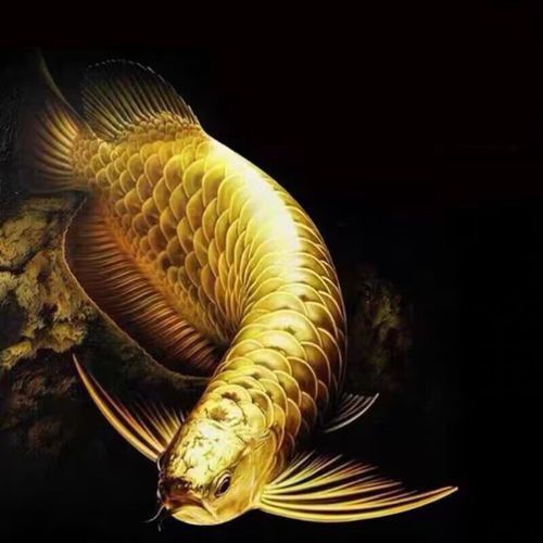 這些品牌的高背金龍魚飼料價格如何？ 這些品牌的高背金龍魚飼料價格如何？ 龍魚百科 第2張