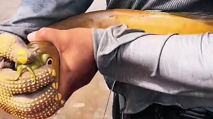 過背金龍魚幼魚能長多大