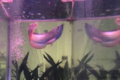 銀龍魚有幾個品種（銀龍魚本身并不細分品種，但龍魚按純正血統可細分為七種）