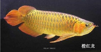 銀龍魚有幾個品種（銀龍魚本身并不細分品種，但龍魚按純正血統可細分為七種）