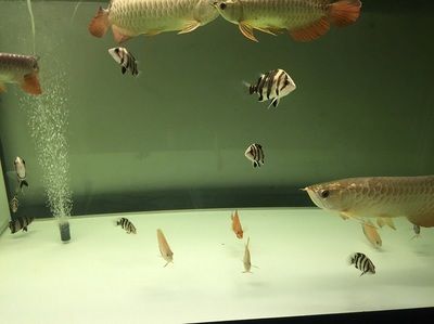 紅龍魚燈什么牌子好用（什么牌子紅龍魚燈好）