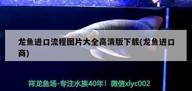龍魚進口流程圖（龍魚的進口流程）