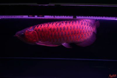 超神龍魚價格表：超神龍魚價格變化