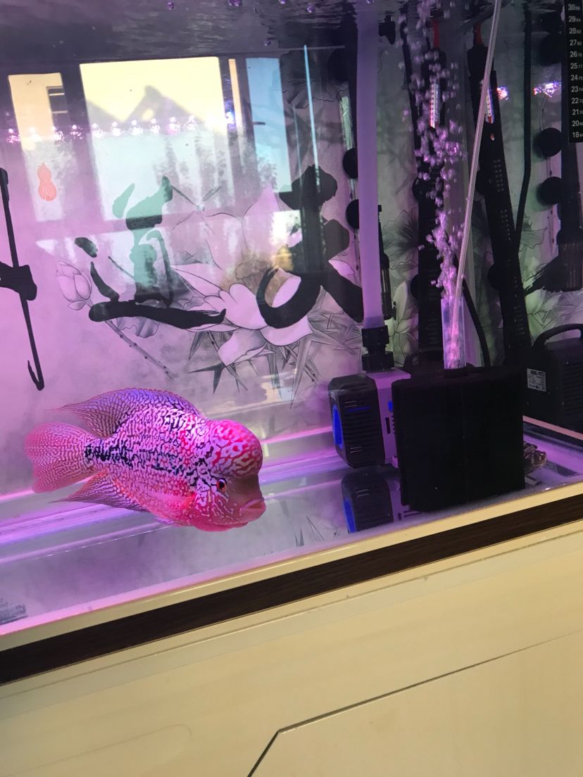 龍魚潛水燈的優(yōu)缺點(diǎn)，影響龍魚發(fā)色