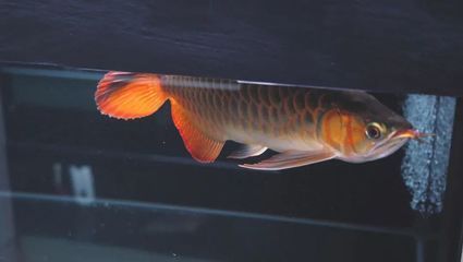 中國有龍魚繁殖基地，但數量不多：中國存在龍魚繁殖基地但數量不多且主要集中在特定地區