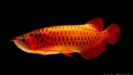 金龍魚魚類現狀調查報告：金龍魚市場現狀調查報告
