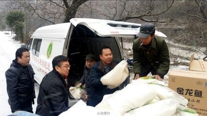 金龍魚魚類現狀調查報告：金龍魚市場現狀調查報告