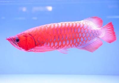 盤古杯世界龍魚錦標賽冠軍獎金多少元一個（2021年盤古杯世界龍魚錦標賽冠軍獎金高達72萬人民幣）