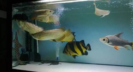 龍魚老打架？試試以下幾個方法或許可以改善：龍魚打架的八個方法或許可以改善龍魚打架的情況