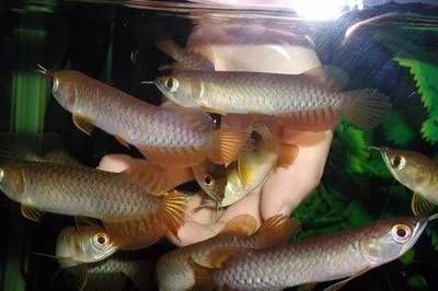 龍魚老打架？試試以下幾個方法或許可以改善：龍魚打架的八個方法或許可以改善龍魚打架的情況