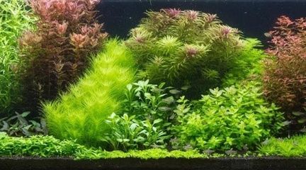 水缸改魚缸教程（水缸改魚缸改造成魚缸是一種常見的做法，水缸改造教程）