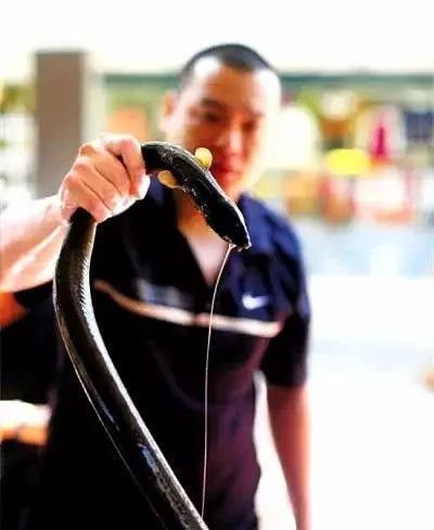 潮汕所說的龍魚是什么魚