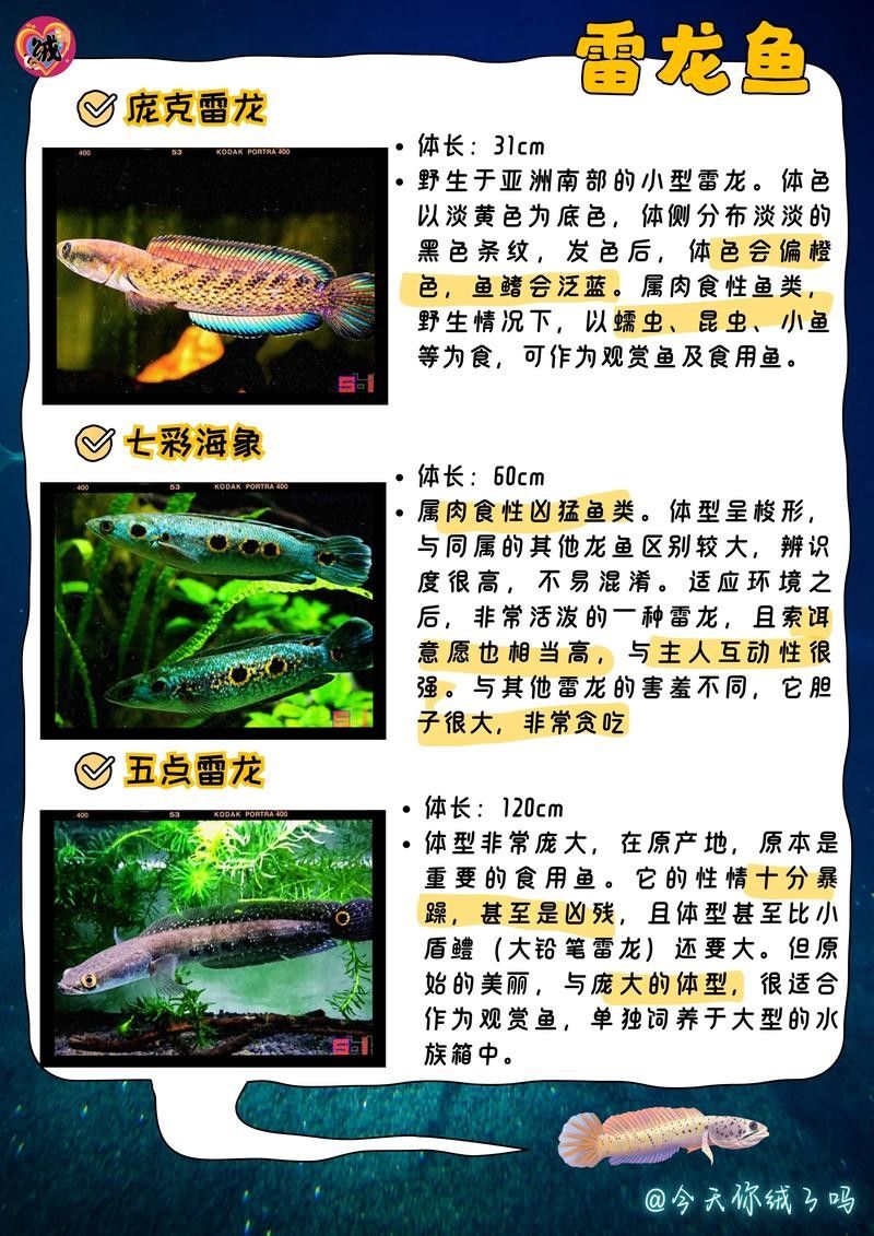 龍魚有冷水的品種嗎圖片大全