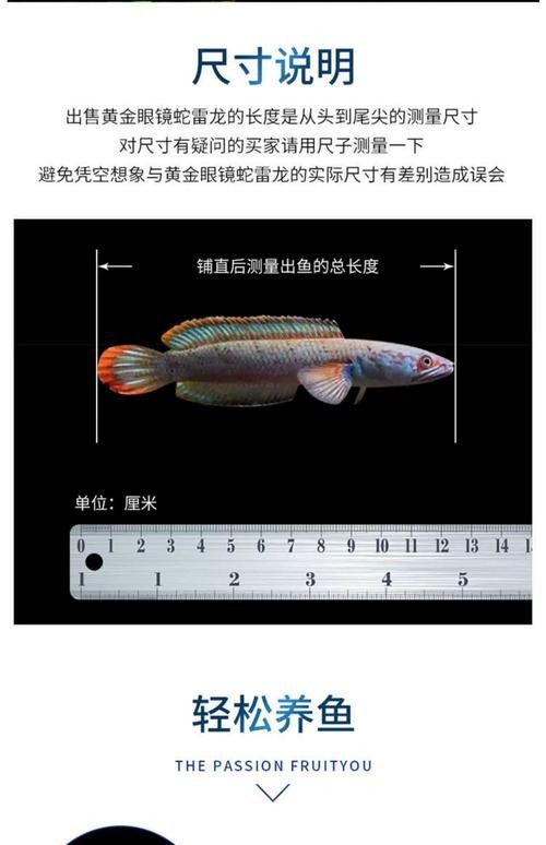 龍魚有冷水的品種嗎圖片大全