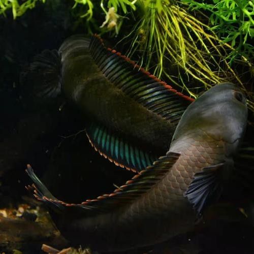 龍魚有冷水的品種嗎圖片大全