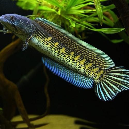 龍魚有冷水的品種嗎圖片大全