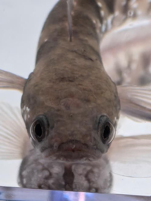 龍魚有冷水的品種嗎圖片大全