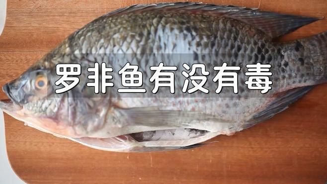 羅非魚(yú)為何要盡量少吃
