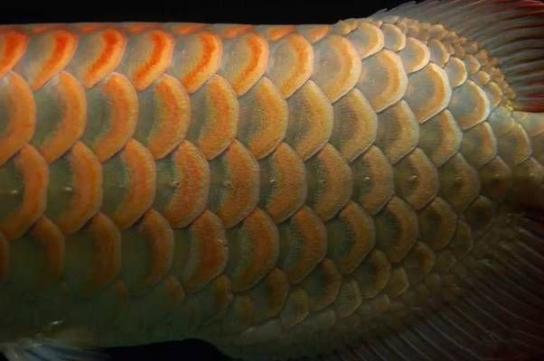 挑選龍魚的五大要點有哪些，如何判斷龍魚品種優(yōu)劣？