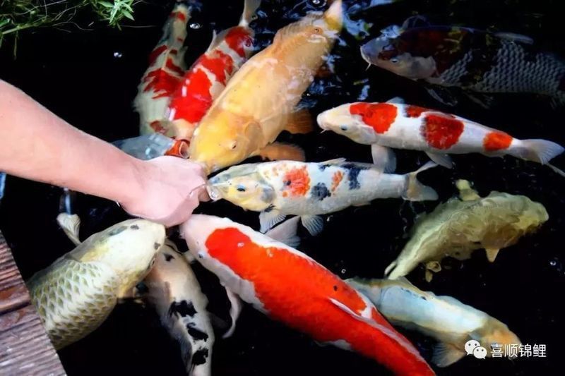 龍魚交叉感染最簡(jiǎn)單三個(gè)步驟