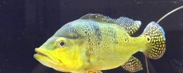 金龍魚巴西亞混養怎么樣好養嗎：金龍魚和巴西亞魚可以混養嗎