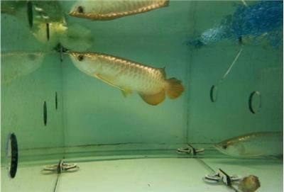 金龍魚巴西亞混養怎么樣好養嗎：金龍魚和巴西亞魚可以混養嗎