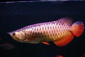 金龍魚與銀龍魚哪個生命比較強