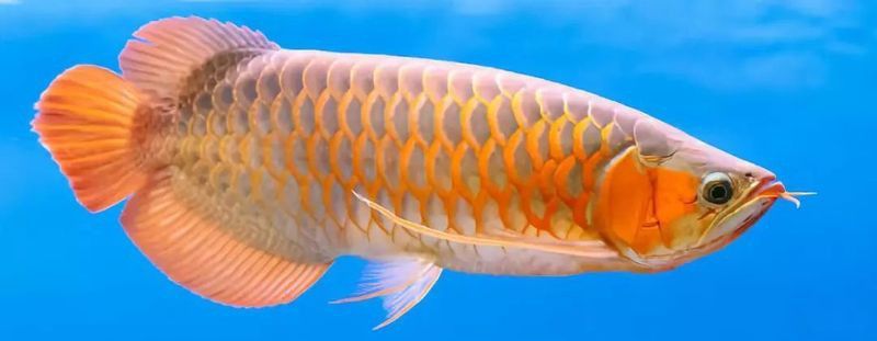 金龍魚與銀龍魚哪個生命比較強