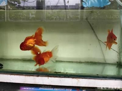 龍魚虎魚不吃食怎么辦呀：龍魚和虎魚不吃食怎么辦