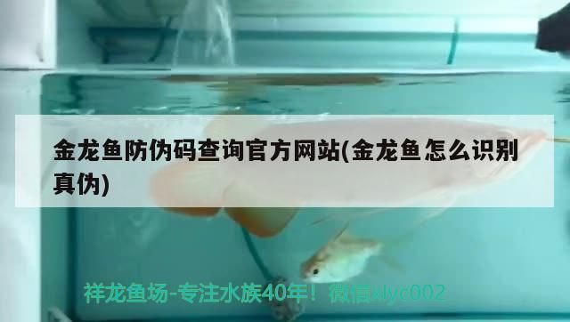 金龍魚防偽碼查詢官方網站(金龍魚怎么識別真偽)