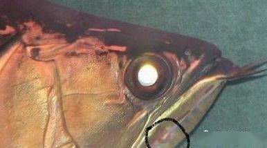 龍魚金線凸起：龍魚金線凸起可能由于水質(zhì)、飼料和生活環(huán)境等因素引起
