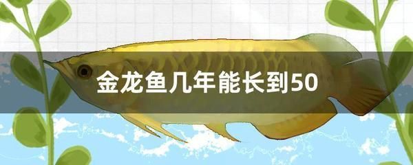 50厘米金龍魚要長幾年呢（金龍魚從40厘米長到60厘米長到60厘米需要多久） 50厘米金龍魚要長幾年呢（金龍魚從40厘米長到60厘米長到60厘米需要多久） 龍魚百科 第2張