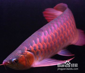 龍魚魚鱗松動是什么原因：如何預防龍魚魚鱗松動