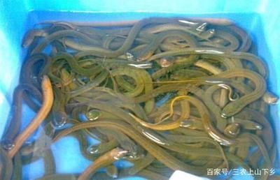 寶石魚苗混養風險分析：寶石魚苗混養的風險分析